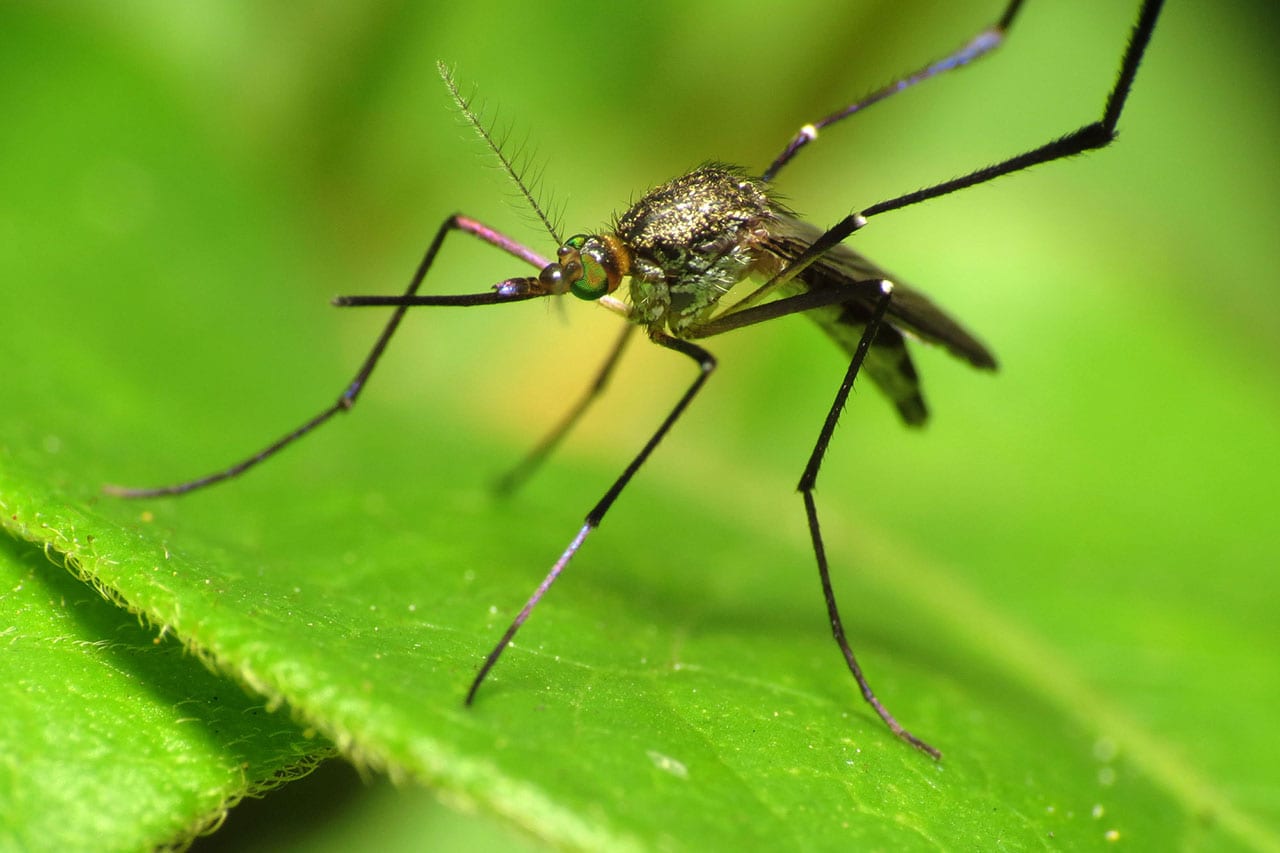 Mosquito on a leaf.