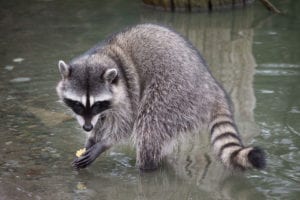 Raccoon wading in shallow water.
