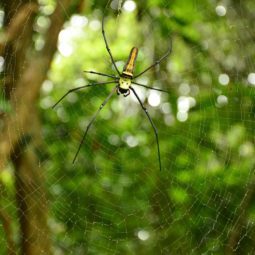 spider on spiderweb