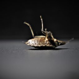 dead bed bug