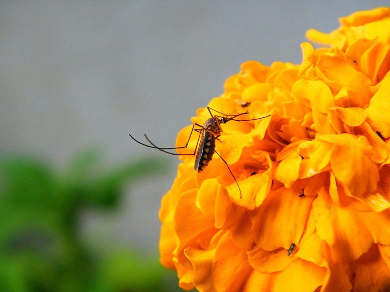 Mosquito on a yellow flower.