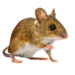 Mouse in front of a white background.