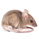 Rat in front of a white background.
