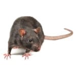 Rat in front of a white background.