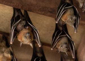 Fruit Bats hanging from the ceiling.