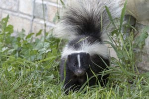 Skunk in the grass.