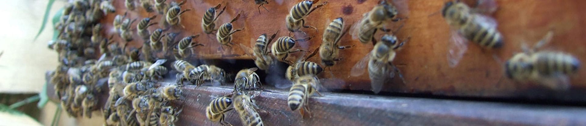 Many bees on a bee box.