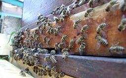 Many bees on a bee box.