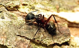 Carpenter ant on a piece of tree bark.