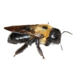 Carpenter bee on a white surface.