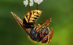 Hornet hanging from a white flower.