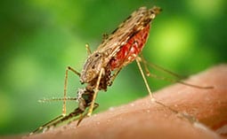 Mosquito biting a person's skin.