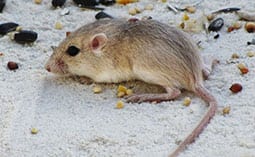 Mouse on a carpet eating seeds.