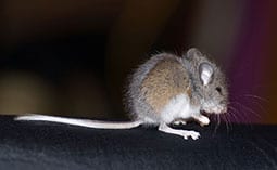 Mouse on a black surface.