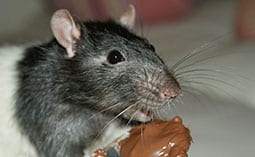 Rat eating chocolate.