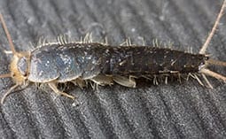 Silverfish on a black surface.