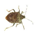 Stink bug on a white surface.