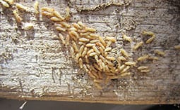 Many termites on a piece of white wood.