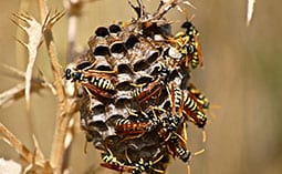 Many wasps on a wasp nest.
