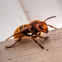 Hornet on a wooden surface.