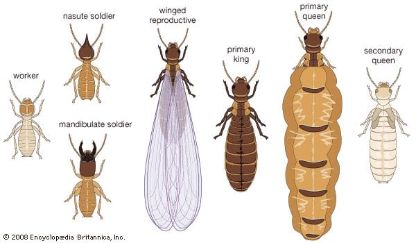 termite-castes