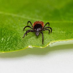 Black-legged tick on a leaf.
