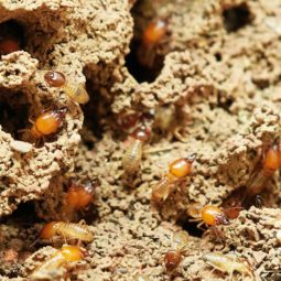 Many termites crawling around a termite nest.