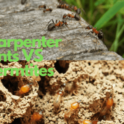 Carpenter Ants and Termtites