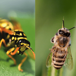 Wasp on a leaf next to a bee on a blade of grass.