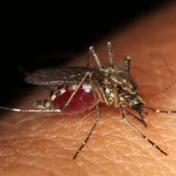 Mosquito Biting a person's skin.