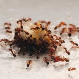 Many ants on a crumb of food.
