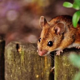 Mouse on a wooden fence.