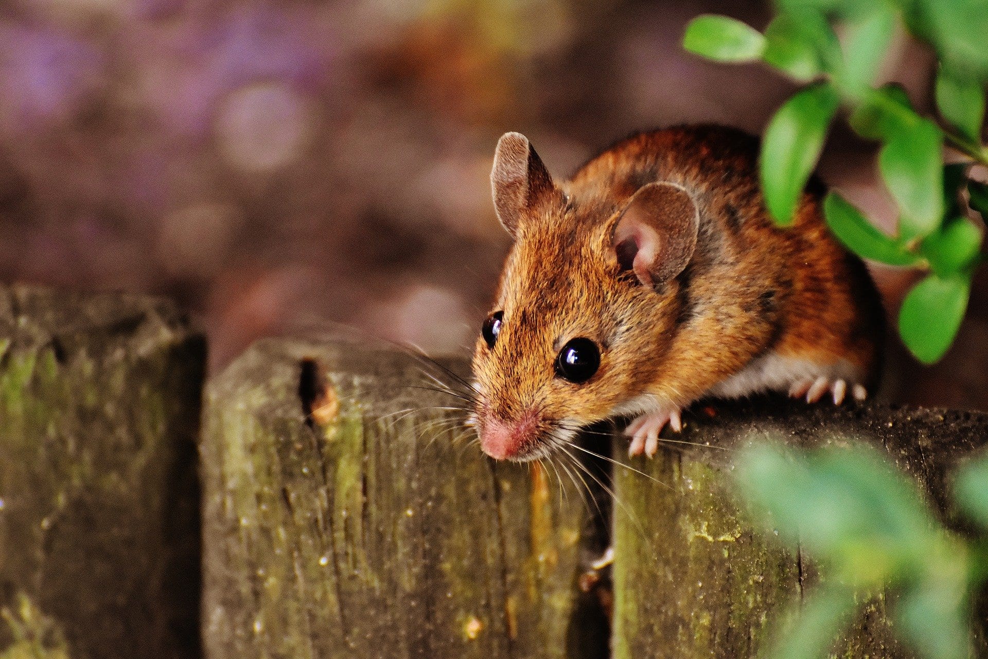 Mouse on a wooden fence.