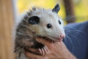 Opossum being held by a human hand