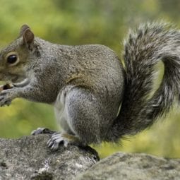 Squirrel standing on a rock and eating.