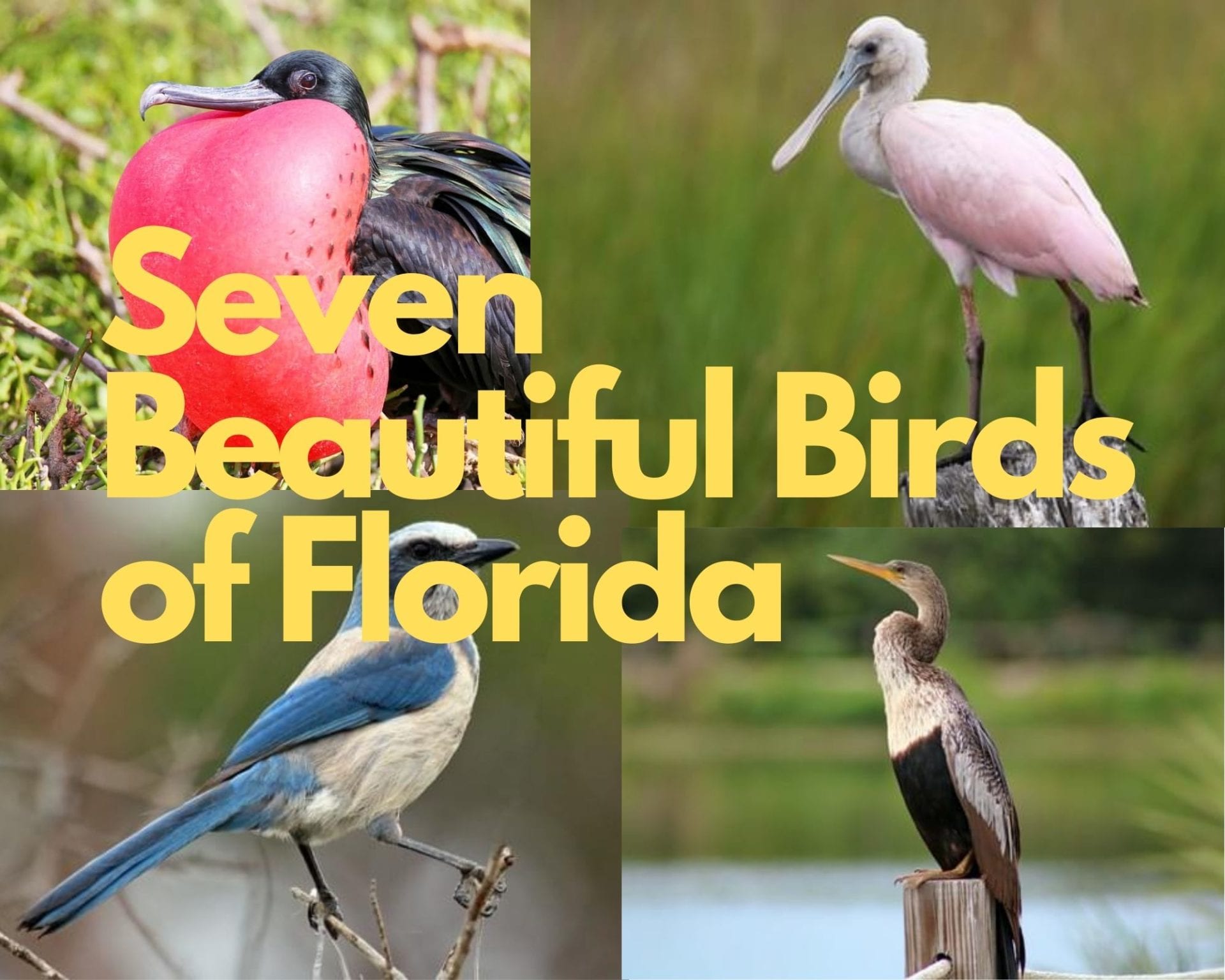birds of florida