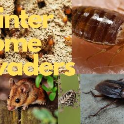 insects and rodents