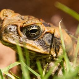 Cane Toad in grass.