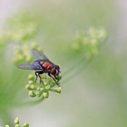 Blowfly on a plant.