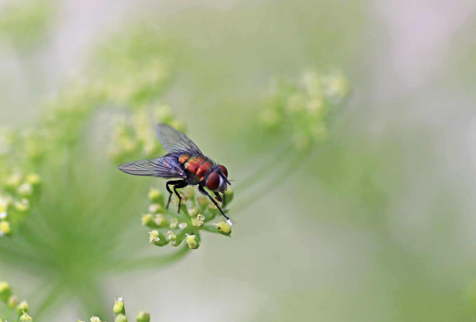 Blowfly on a plant.
