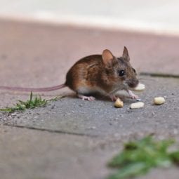 House mouse eating peanuts on a sidewalk.