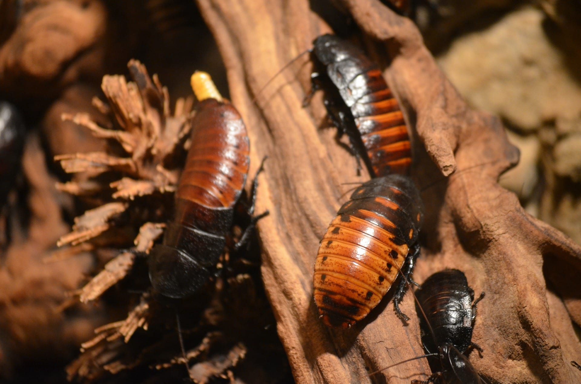 4 cockroaches climbing on a piece of wood.