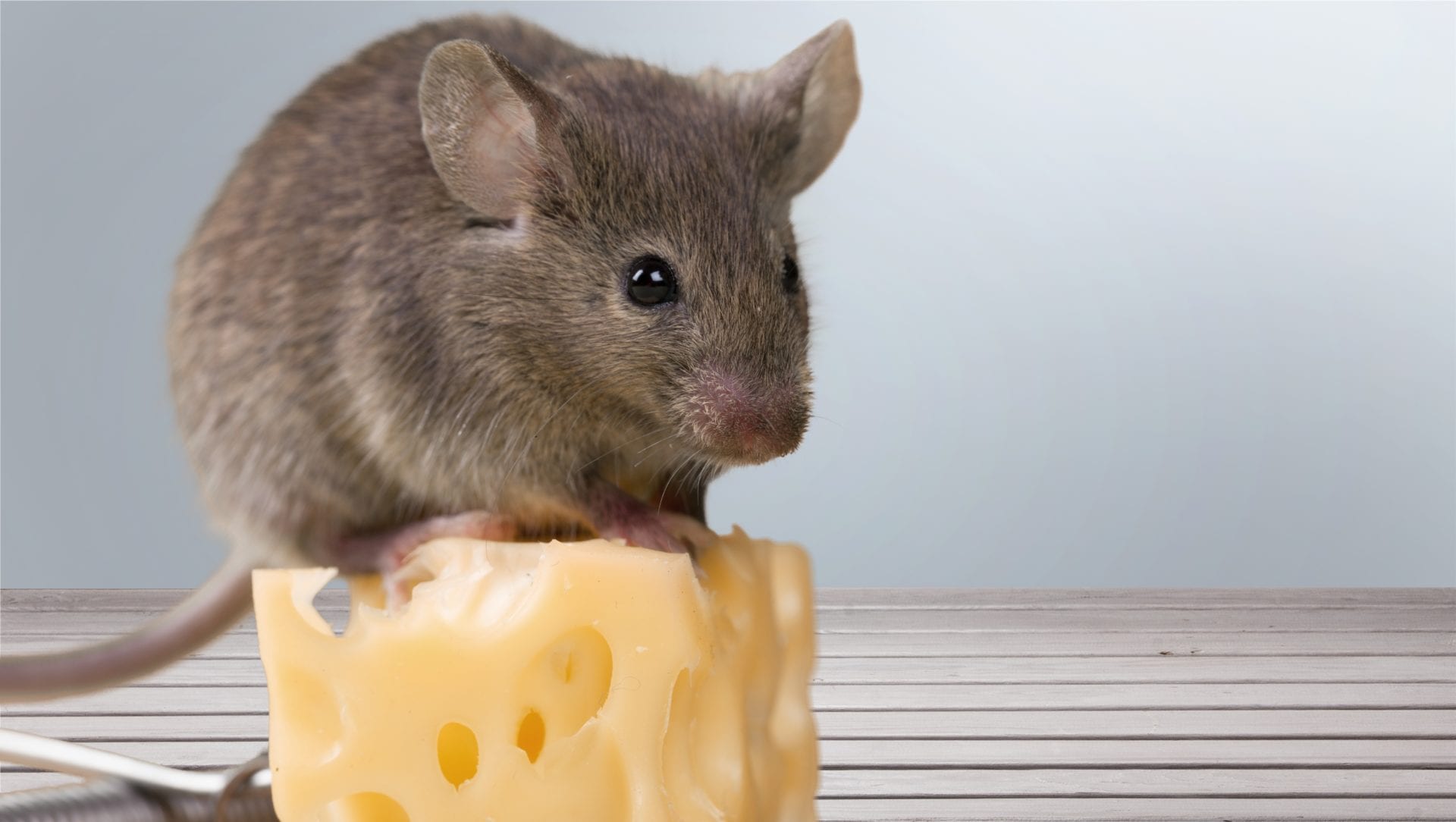 Mouse sitting on a block of swiss cheese.