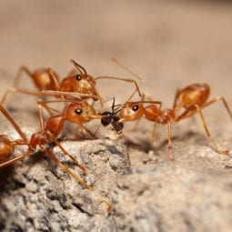 3 fire ants pulling apart a smaller black ant.