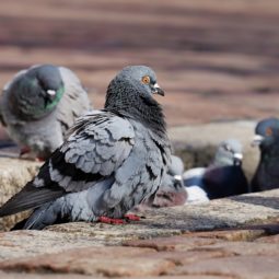 Group of pigeons on the sidewalk.