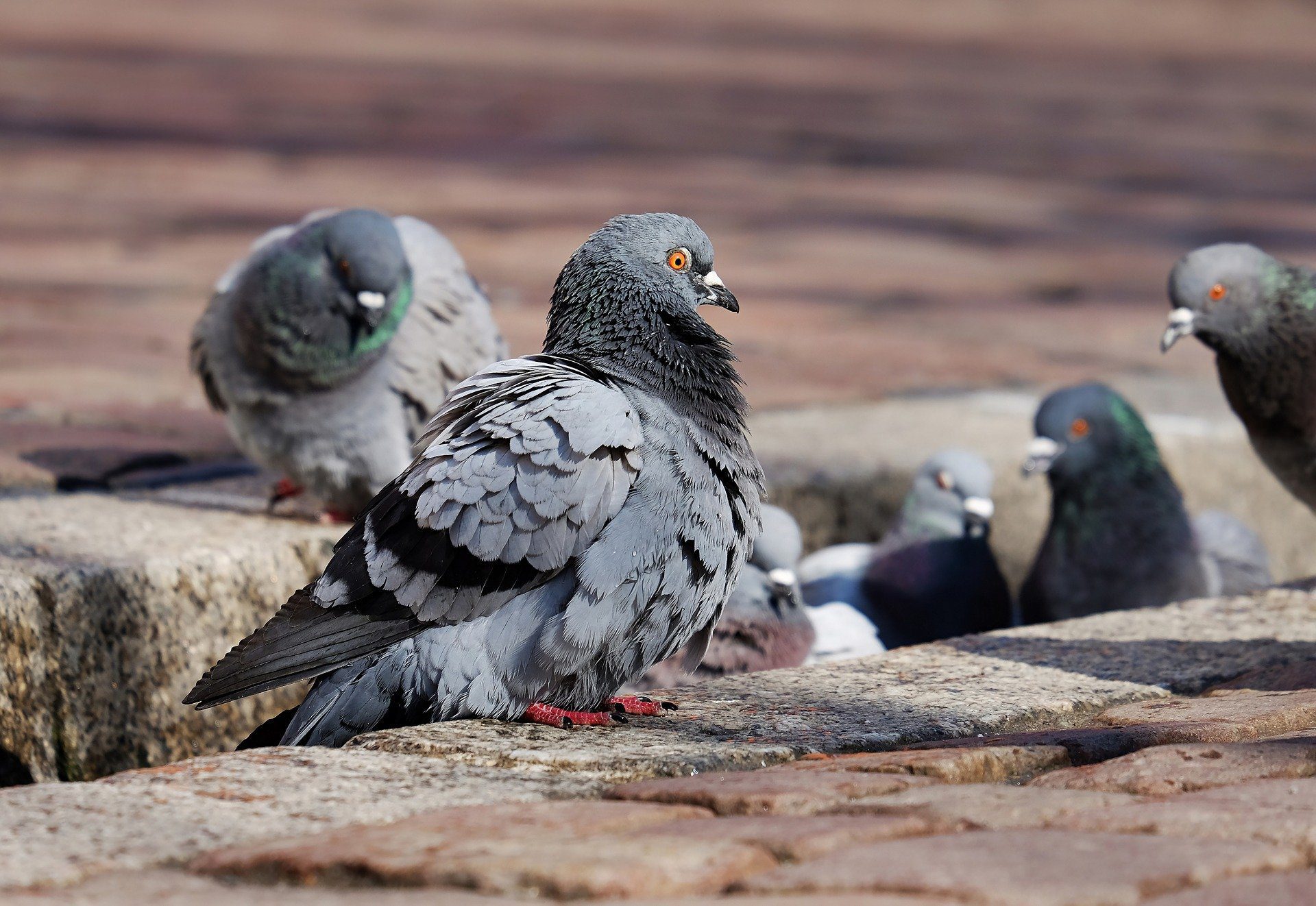 Group of pigeons on the sidewalk.