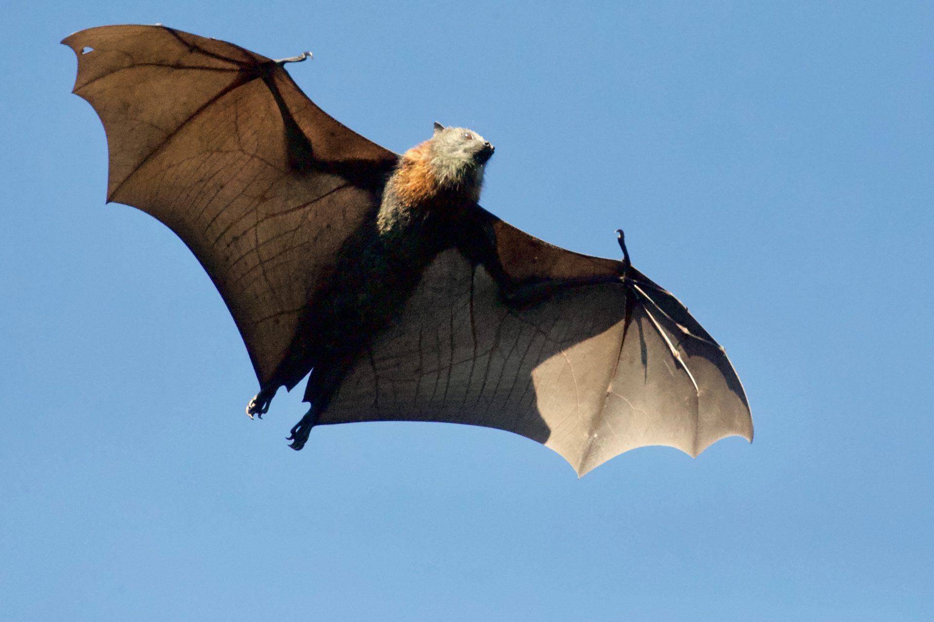 Bat Flying in the sky