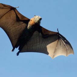 Bat Flying in the sky