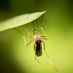 Mosquito hanging on a leaf.