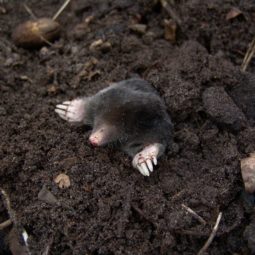 Mole poking its head and front feet out of the dirt.